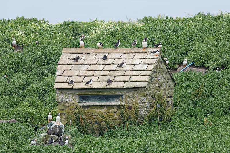 Puffin-Hotel-_W5A3151-islands-off-Seahouses,-UK