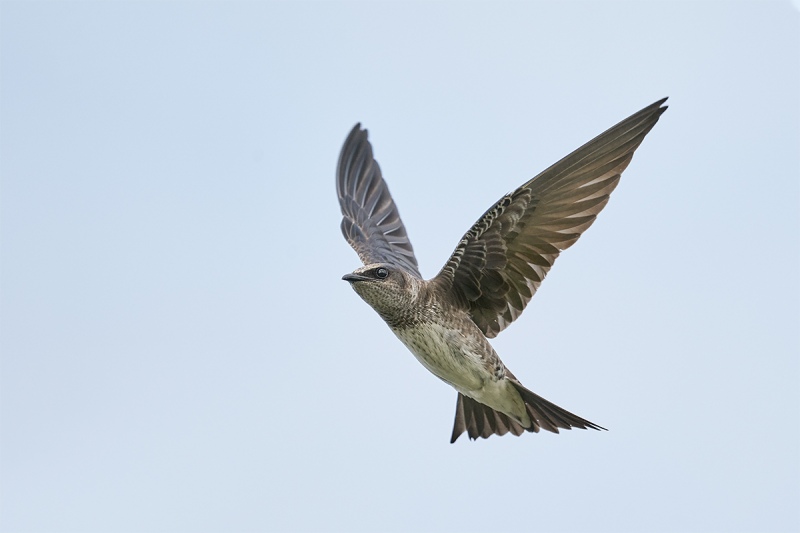 Purple-Martin-female-in-flight-LIGHTER_A9B7581-Indian-Lake-Estates-FL-1