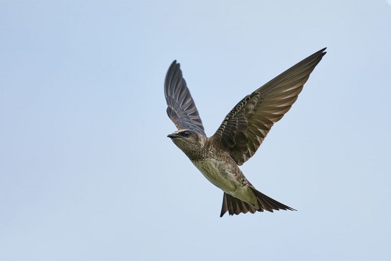 Purple-Martin-female-in-flight-_A9B7581-Indian-Lake-Estates-FL-1