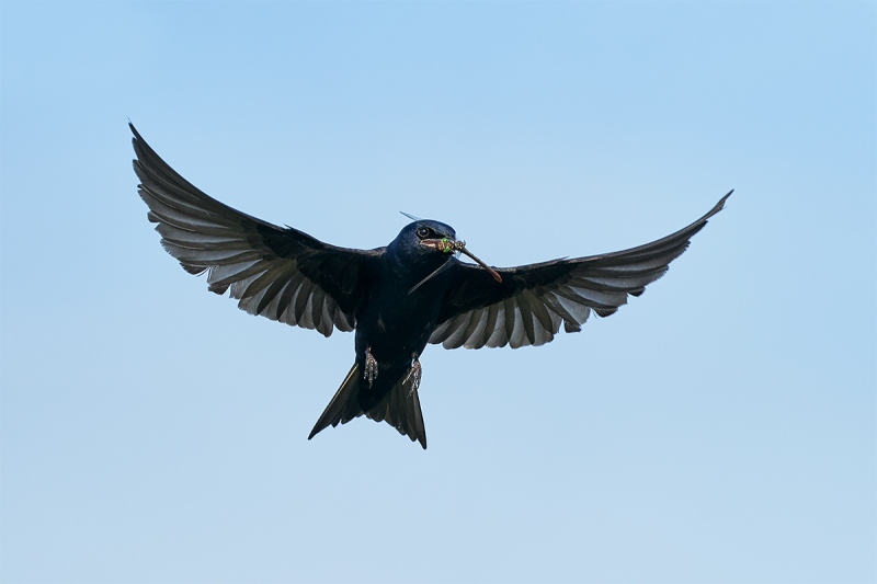 Purple-Martin-male-with-Green-Darner-dragonfly-_A925078-Indian-Lake-Estates-FL-1