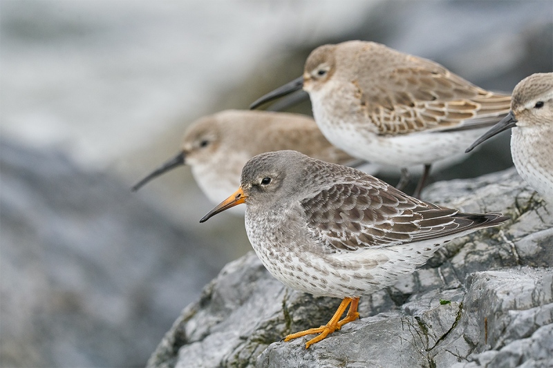 Purple-Sandpiper-Dunlin-_A929241-Nickerson-Beach-LI-NY-1