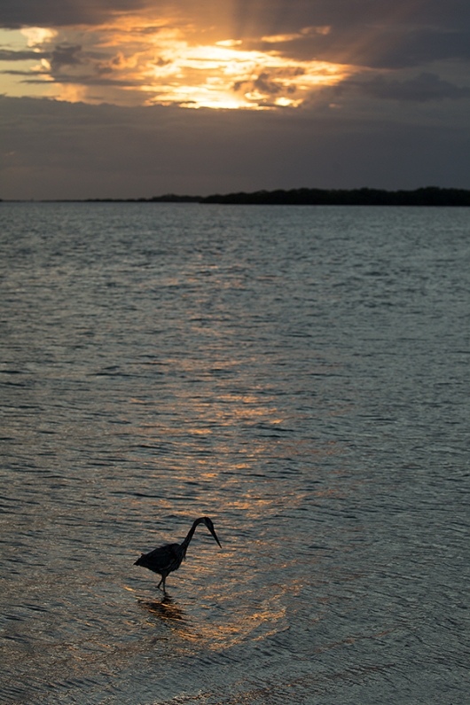 RAW-file-GBH-SUNSET-_P3A3171-Fort-DeSoto-Park,-Pinellas-County,-FL