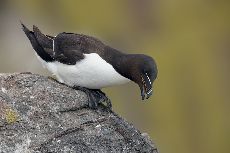 Razorbill-looking-down-_W5A3624-islands-off-Seahouses,-UK