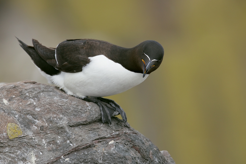 Razorbill-on-rock-showing-the-white-V-_W5A3622-islands-off-Seahouses,-UK