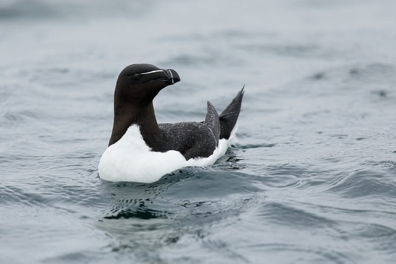 Razorbill-swimming-_W5A2482-islands-off-Seahouses,-UK