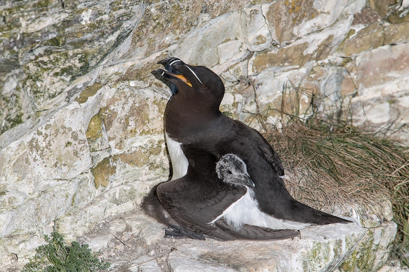 Razorbill-with-chick-_MAI9458-Bempton-Cliffs,-UK