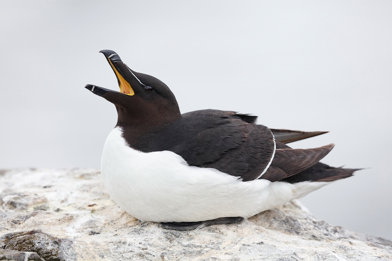 Razorbill-yawning-_T0A0452-Seahouses,-UK