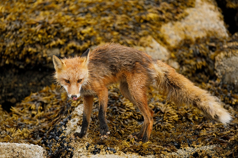 Red-Fox-on-rocks-_W5A5439-Kukak-Bay,-Katmai-National-Park,-AK