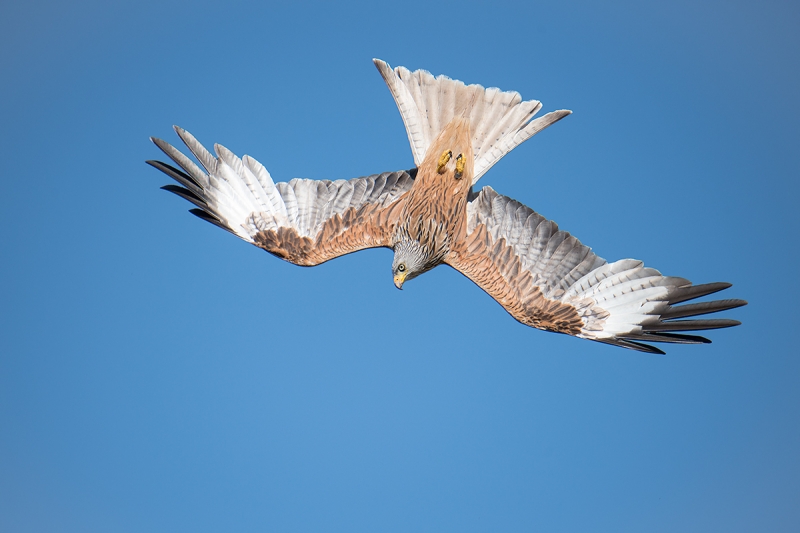 Red-Kite-diving-_MAI8531-Harewood,-UK