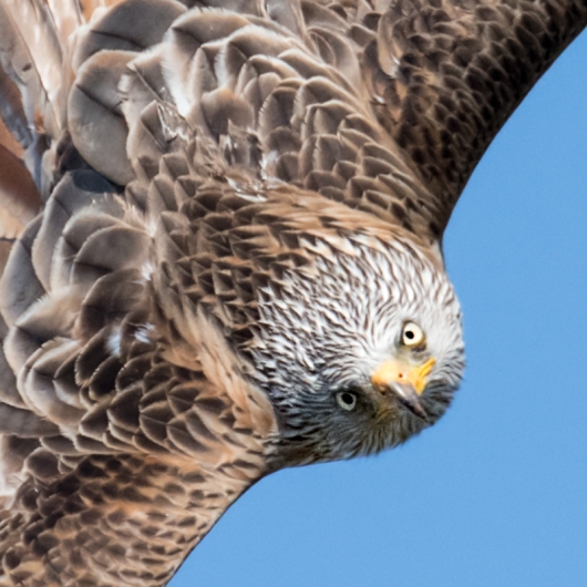 Red-Kite-head-optimized--_MAI8580-Harewood,-UK