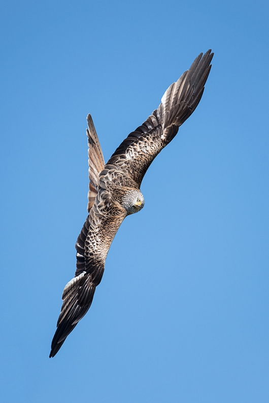 Red-Kite-ready-to-dive-_MAI8580-Harewood,-UK