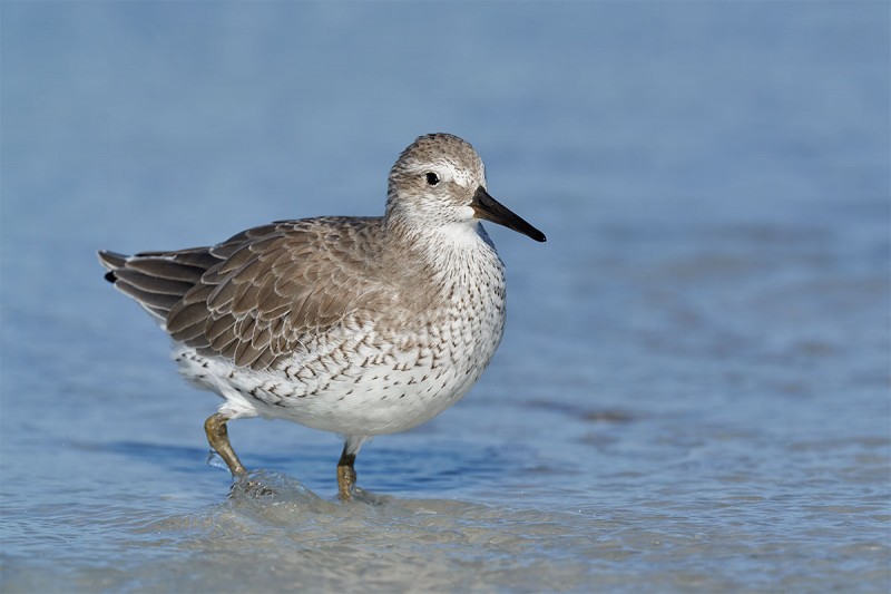 Red-Knot-adult-in-basic-plumage-_DSC2796-Fort-DeSoto-Park-Pinellas-County-FL-1