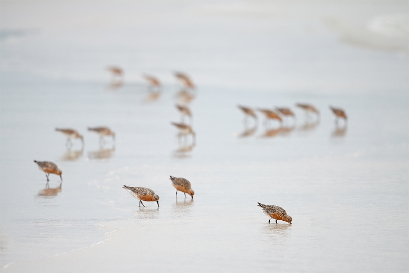 Red-Knot-flock-feeding-in-surf-_BUP4587--Fort-DeSoto-Park,-Tierra-Verde-FL-2