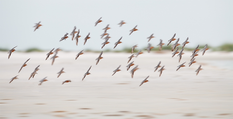 Red-Knot-flock-flight-blur-_BUP5854-Fort-DeSoto-Park-Tierra-Verde-FL-1