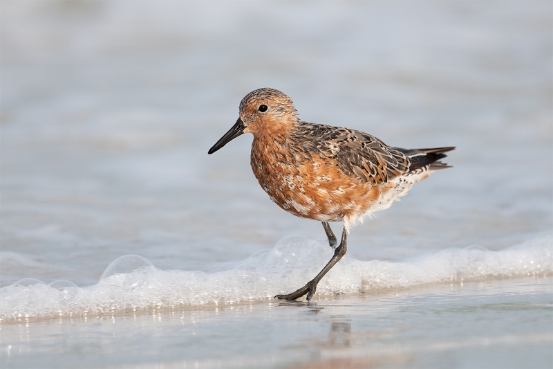 Red-Knot-in-surf-_MAI8191-Fort-DeSoto-Park,--Tierra-Verde,-FL