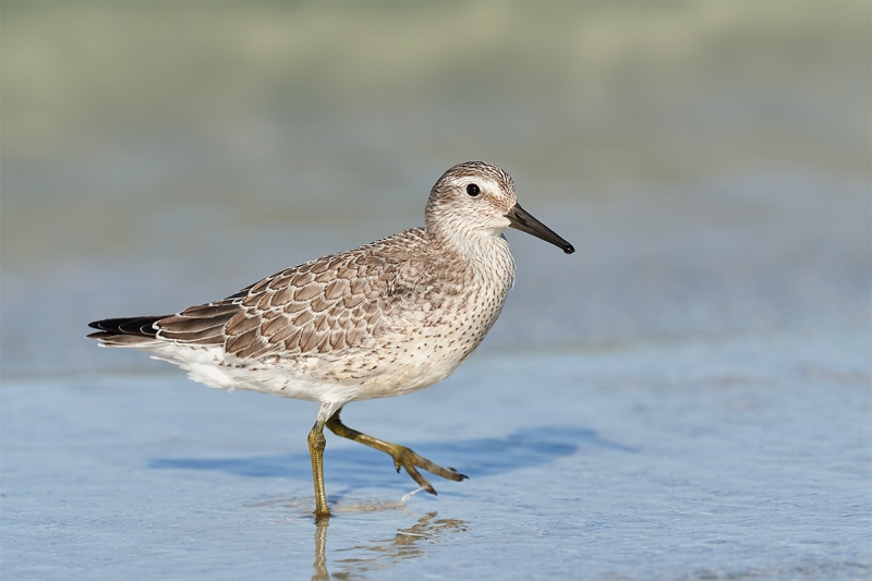 Red-Knot-juvenal-plumage-_DSC2717-Fort-DeSoto-Park-Pinellas-County-FL-1