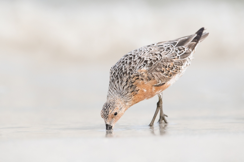 Red-Knot-motling-)-breeding-plumage-feeding-_DSC6342--Fort-DeSoto-Park,-FL