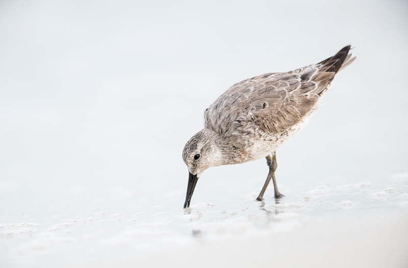 Red-Knot,-worn-first-winter-_DSC6098--Fort-DeSoto-Park,-FL