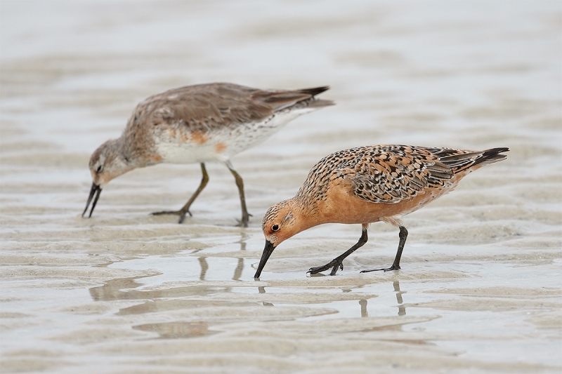 Red-Knots-different-plumages-foraging--_BUP4695--Fort-DeSoto-Park,-Tierra-Verde-FL-1