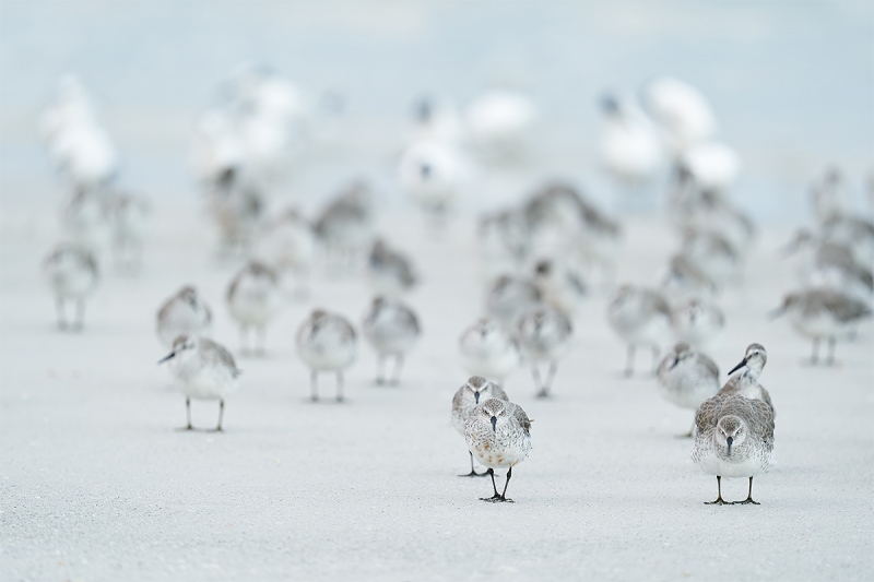 Red-Knots-on-beach-with-terns-_A9B4816-Fort-DeSoto-Park-FL-1