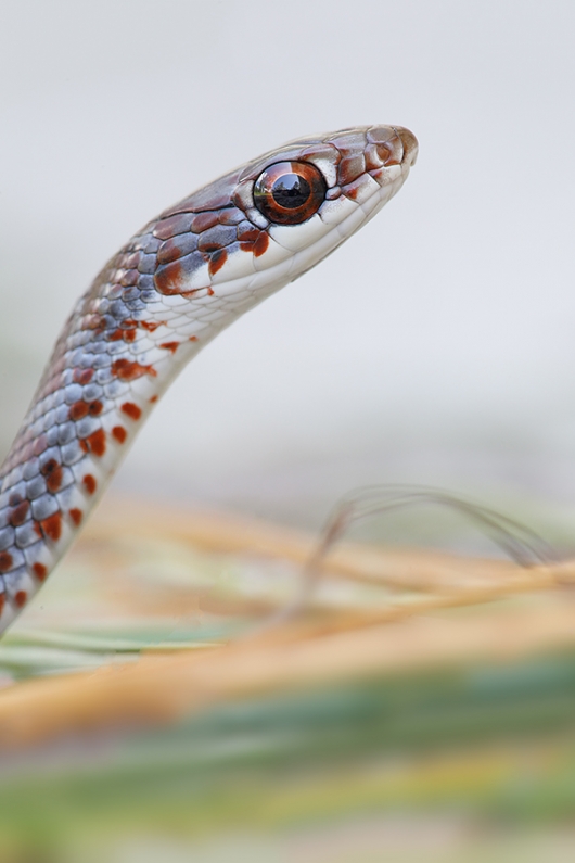 Red-Rat-Snake-juvenile