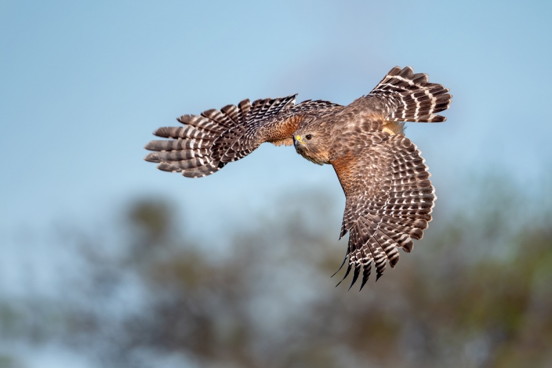 Red-Shouldered-Hawk-Arts-Blog