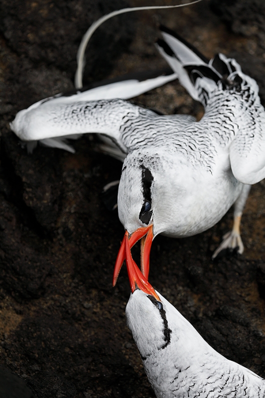 Red-billed-Tropicbird-pair-courting-on-legde-_P3A7401-South-Plaza-Island,-Galapagos,-Ecuador