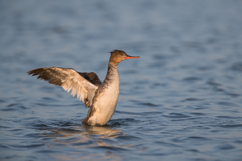 Red-breasted-Merganser-hen-flapping-afer-bath-_DSC5986--Fort-DeSoto-Park,-FL