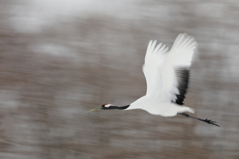 Red-crowned-Crane-1-30-sec-blur-_P3A7349-Tsurui-Ito,--Japan