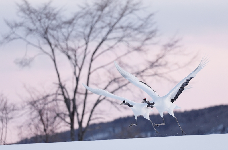 Red-crowned-Cranes-aking-flight-at-dusk-_P3A6693-Hokkaido,-Japan