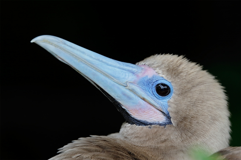 Red-footed-Booby-dark-morph-shadow-BKGR-_Y5O7051-Tower-Island-(Genovesa),-Galapagos,-Ecuador