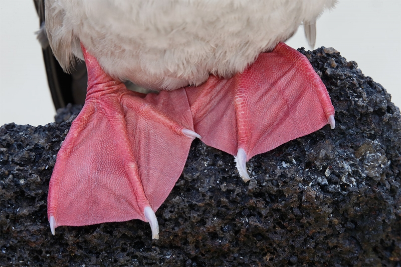 Red-footed-Booby-feet-_Y5O7033-Tower-Island-(Genovesa),-Galapagos,-Ecuador