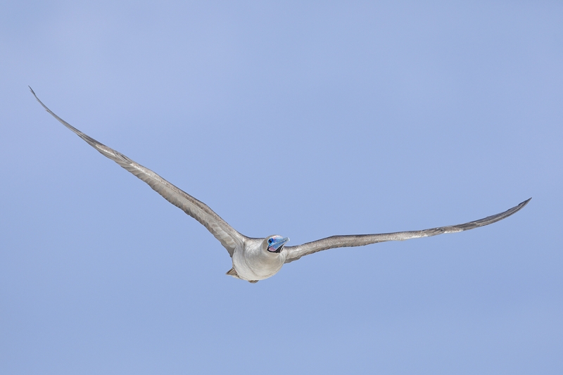 Red-footed-Booby-intermediate-morph-in-flight-_W5A1929-Darwin-Bay,-Galapagos,-Ecuador