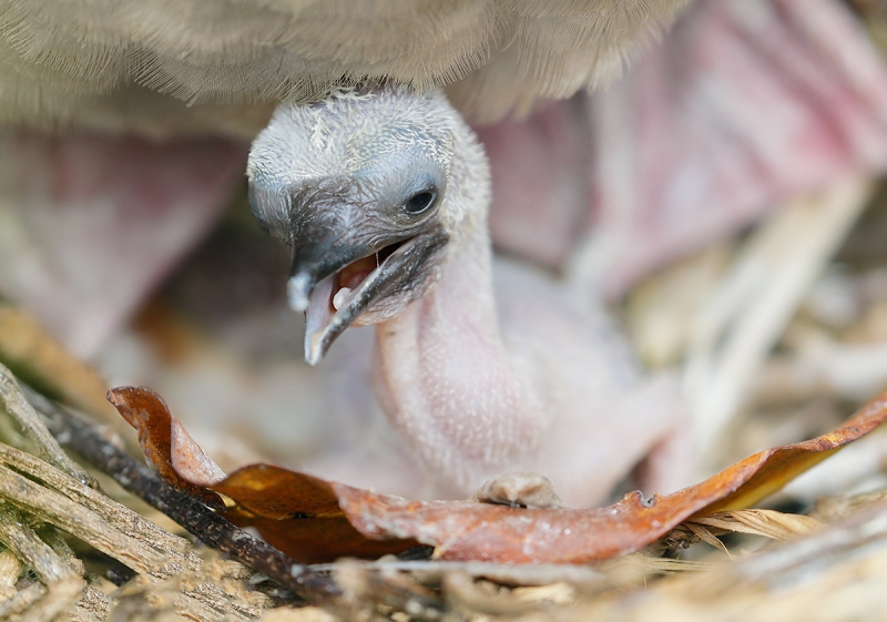 Red-footed-Booby-small-chick-_P3A9341-Darwin-Bay,-Genovesa-(Tower-Island),-Galapagos,-Ecuador