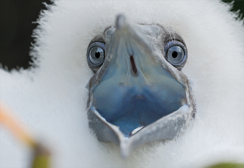 Red-footed-bBooby-chick-yawning-_P3A1561-Darwin-Bay,-Galapagos,-Ecuador