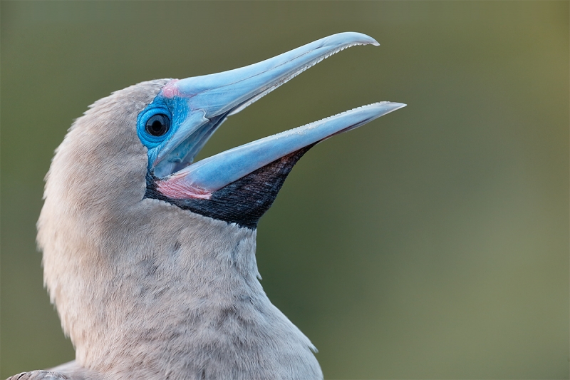 Red-footef-Booby-dark-morph-breeding-plumage-yawning-_Y5O7530-Tower-Island--Prince-Phillips-Steps--(Genovesa),-Galapagos,-Ecuador