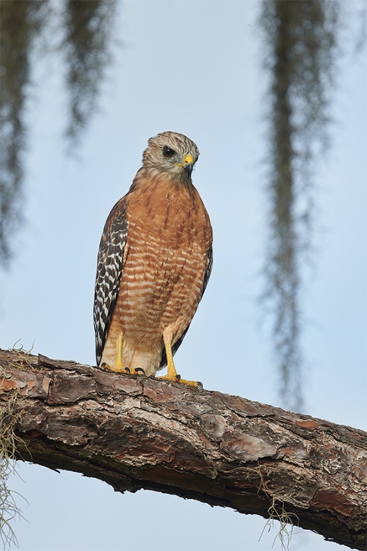 Red-shouldered-Hawk-perched-in-pine-_BUP2101-Indian-Lake-Estates-FL-1