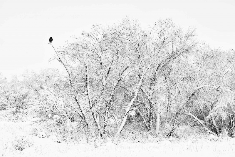 Red-tailed-Hawk-BW-Wet-Rocks-dark-morph-on-snowy-day-_7R43496-Bosque-del-Apache-NWR-San-Antonio-NM-1