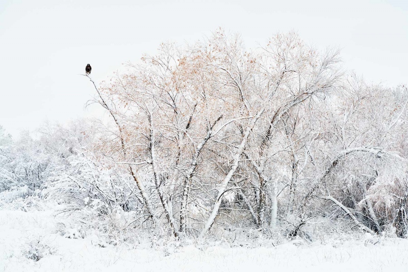 Red-tailed-Hawk-dark-morph-on-snowy-day-_7R43496-Bosque-del-Apache-NWR-San-Antonio-NM-1