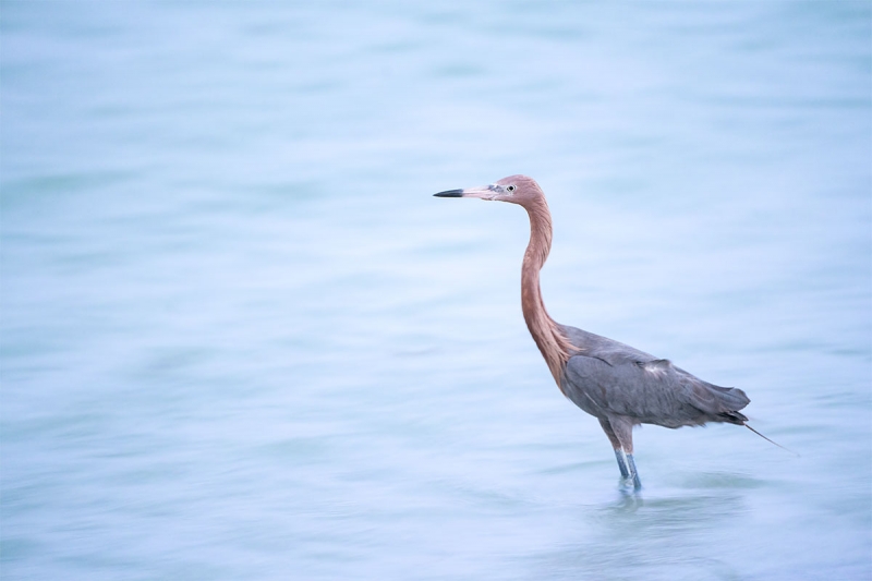 Reddish-Egret-1-8-sec-HH-_A7R0374--Fort-DeSoto-Park,-Tierra-Verde-FL