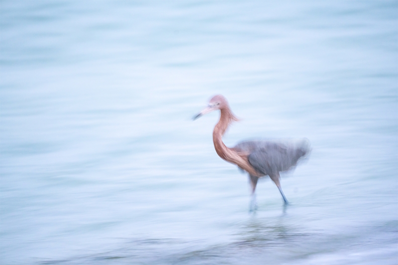 Reddish-Egret-1-8-sec-blur-_A7R0376--Fort-DeSoto-Park,-Tierra-Verde-FL