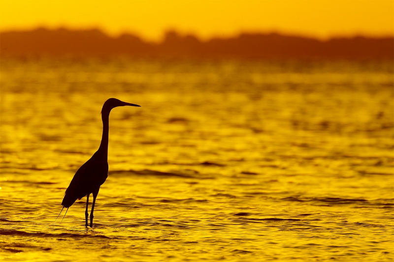 Reddish-Egret-at-sunrise-_A0I2816-Fort-DeSoto-Pak,-Tierra-Verde,-FL