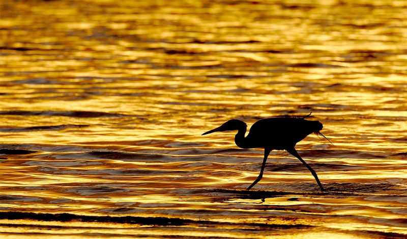 Reddish-Egret-dancing-sunset-SILH-_P3A6687-Fort-DeSoto-Park-Tierra,-Verde,-FL