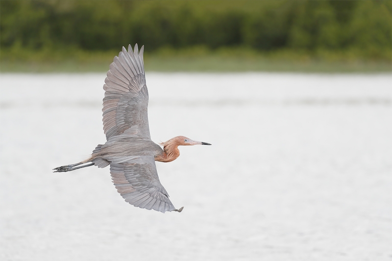 Reddish-Egret-in-flight-_A0I1468-Fort-DeSoto-Pak,-Tierra-Verde,-FL