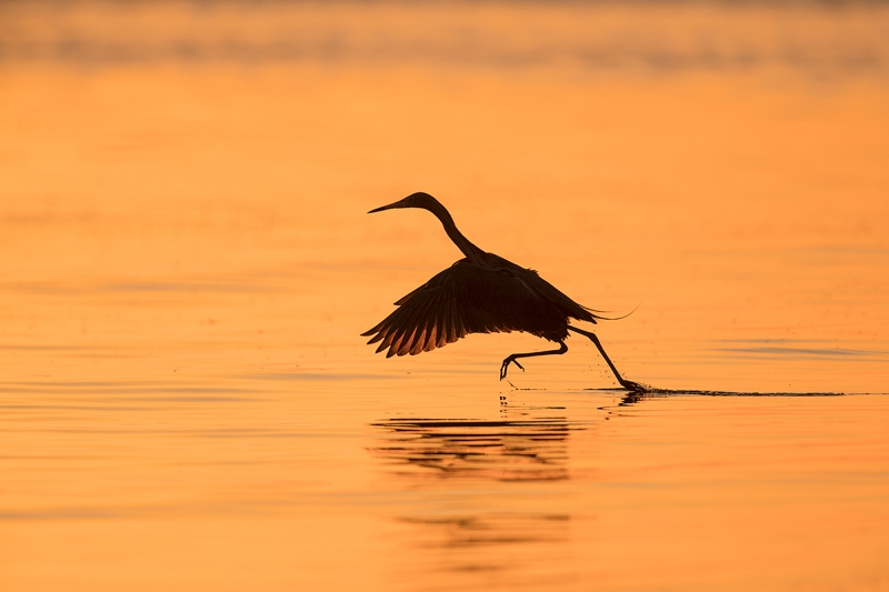 Reddish-Egret-running-start-_DSC7242--Fort-DeSoto-Park,-FL