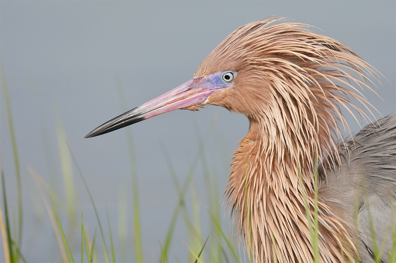 Reddish-Egret-threat-display-LP3A2666-Fort-DeSoto-Pak,-Tierra-Verde,-FL