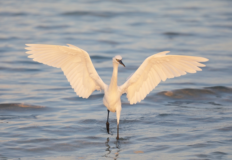 Reddish-Egret-white-morph----ORIG-COLOR----hunting-dance-_28A1871--Fort-DeSoto-County-Park,-FL