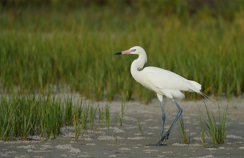 Reddish-Egret-white-morph-_A0I1193-Fort-DeSoto-Park,-Pinellas-County,-FL
