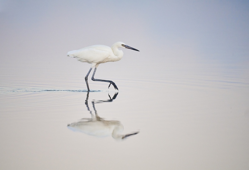 Reddish-Egret-white-morph-striding-pre-dawn-_7R41782-South-Padre-Island-TX-1