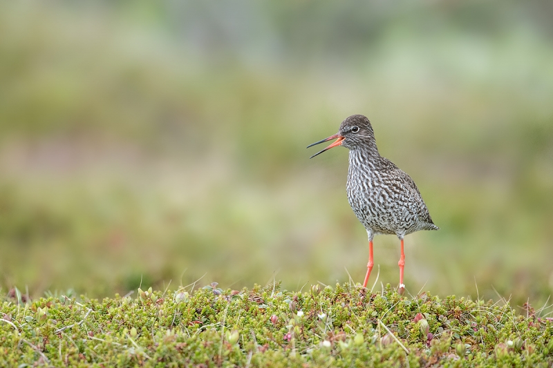 Redshank-calling-on-tundra-_MAI7198--Vadso,-Norway